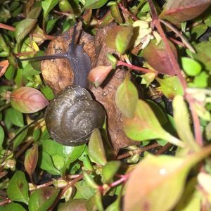 Meet your Posher, Prema